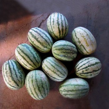 ЛС 1551 F1 (LS 1551 F1) семена арбуза раннего (Lucky Seed)