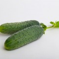 ЛС 1912 F1 (LS 1912 F1) семена огурца партенокарпического (Lucky Seed)