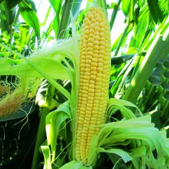 ЛС 779 (LS 779) F1 (преміум) насіння кукурудзи суперсолодкої Sh2 (Lucky Seed)