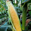 ЛС 889 (ЛС 899 F1) семена кукурузы суперсладкой Sh2 (Lucky Seed)