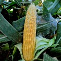 ЛС 889 (ЛС 899 F1) семена кукурузы суперсладкой Sh2 (Lucky Seed)