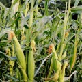 ЛС 889 (ЛС 899 F1) семена кукурузы суперсладкой Sh2 (Lucky Seed)