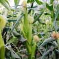 ЛС 889 (ЛС 899 F1) семена кукурузы суперсладкой Sh2 (Lucky Seed)