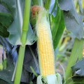 ЛС 889 (ЛС 899 F1) семена кукурузы суперсладкой Sh2 (Lucky Seed)