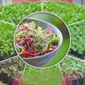 Люцерны семена микрозеленые (Seedera)
