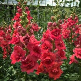 Мадам Баттерфляй F1 розово-бронзовый (rose&bronze) семена антирринум на срез одн. (Syngenta)