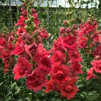 Мадам Баттерфляй F1 розово-бронзовый (rose&bronze) семена антирринум на срез одн. (Syngenta)