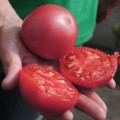 Малинка Стар F1 семена помидора индетерминантного (Cora Seeds)