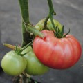Малинка Стар F1 семена помидора индетерминантного (Cora Seeds)