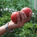 Малинка Стар F1 семена помидора индетерминантного (Cora Seeds)