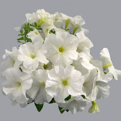 Мамбо F1 белая (white) семена петунии (Hem Genetics)