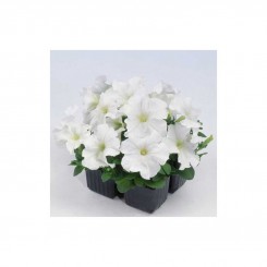 Мамбо F1 белая (white) семена петунии мультифлора (Hem Zaden)