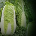 Марио F1 (Маррио F1) семена капусты пекинской средней 62-65 дней. до 2 кг (Syngenta)