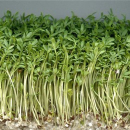 Маш (мунг) семена микрозеленые (Agrocity)