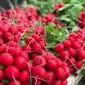 Мелито F1 семена редиса (Hazera)