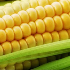 Мерлін F1 насіння кукурудзи суперсолодка Sh2 ранньої 67-69 дн. 21-22 см (Soto Seeds)