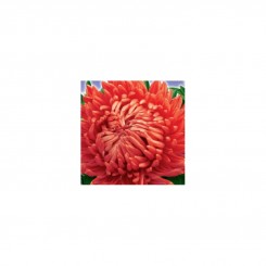 Метеор красный (Red) семена астры пионообразной (GL Seeds)