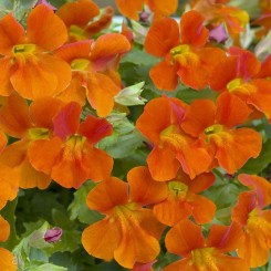 Мистик F1 оранжевый (orange) семян мимулюса (Sakata)