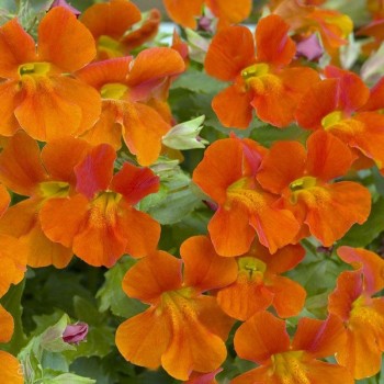 Мистик F1 оранжевый (orange) семян мимулюса (Sakata)