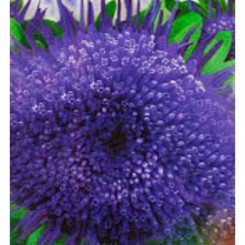 Морская звезда семян астры (GL Seeds)