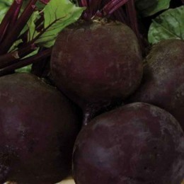 Мулатка насіння буряка столового (GL Seeds)
