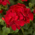 Мультиблум F1 красный (Multibloom F1 red) семена пеларгонии (Syngenta)