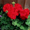 Мультиблум F1 красный (Multibloom F1 red) семена пеларгонии (Syngenta)
