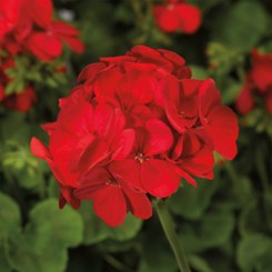 Мультиблум F1 скарлет айс (Multibloom F1 scarlet eye) семена пеларгонии (Syngenta)