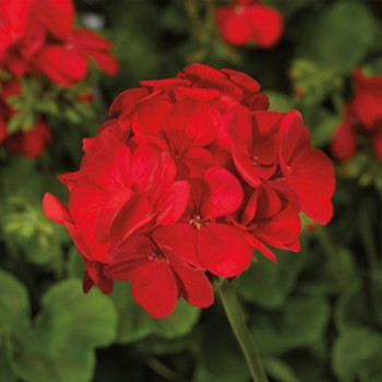 Мультиблум F1 скарлет айс (Multibloom F1 scarlet eye) семена пеларгонии (Syngenta)