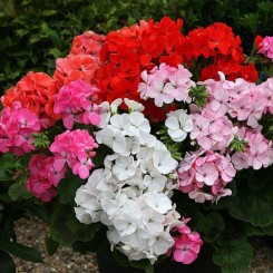 Мультиблум F1 смесь (Multibloom F1 mix) семена пеларгонии (Syngenta)