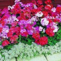Мультиблум F1 смесь (Multibloom F1 mix) семена пеларгонии (Syngenta)