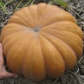 Мускатные прованские семена тыквы крупноплодной средней 125 дней. 8-10 кг (Soto Seeds)