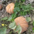 Мускатные прованские семена тыквы крупноплодной средней 125 дней. 8-10 кг (Soto Seeds)