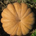 Мускатные прованские семена тыквы крупноплодной средней 125 дней. 8-10 кг (Soto Seeds)