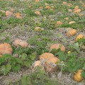 Мускатные прованские семена тыквы крупноплодной средней 125 дней. 8-10 кг (Soto Seeds)