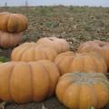 Мускатные прованские семена тыквы крупноплодной средней 125 дней. 8-10 кг (Soto Seeds)