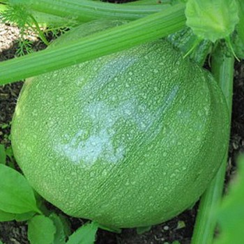 Найс семена кабачка (Hortus)