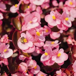 Найтлайф F1 розовая (pink) семена бегонии (Benary)