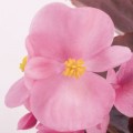Найтлайф F1 розовая (pink) семена бегонии (Benary)