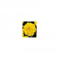Наоми Yellow (желтые) семена бархатцев французских (Kitano Seeds)