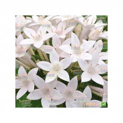 Нью Лук F1 белый (white) семена пентаса ланцетного (Benary)