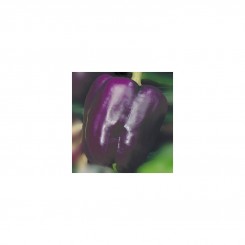Ода насіння перцю солодкого (Seedera)