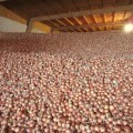 Алёнка F1 (Аленка) Precision Plus семена лука репчатого желтого (Cora Seeds)