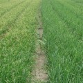 Алёнка F1 (Аленка) Precision Plus семена лука репчатого желтого (Cora Seeds)