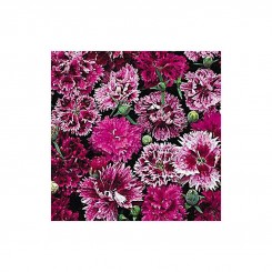 Онтарио Mix (смесь) семян гвоздики китайской махровой (Kitano Seeds)