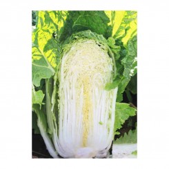 Орієнт Старий F1 насіння капусти пекінської (Takii Seeds)