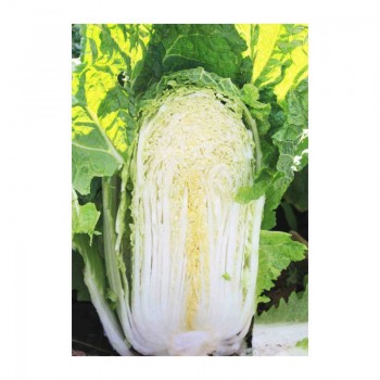 Орієнт Старий F1 насіння капусти пекінської (Takii Seeds)