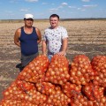 Атаман F1 семена лука репчатого желтого (LibraSeeds)