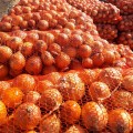 Атаман F1 семена лука репчатого желтого (LibraSeeds)