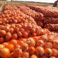 Атаман F1 семена лука репчатого желтого (LibraSeeds)
